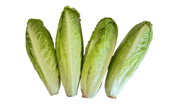 Baby Cos Lettuce 4 pack